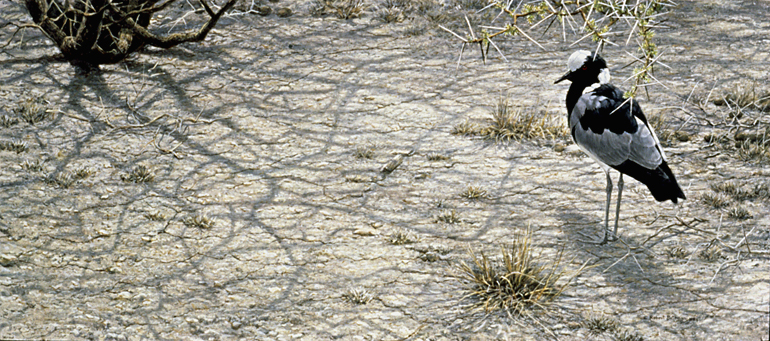 (c) Robert Bateman