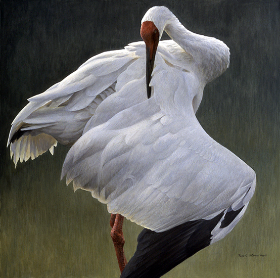 http://www.robertbateman.ca/paintings/DefensiveStandSiberianCrane.jpg