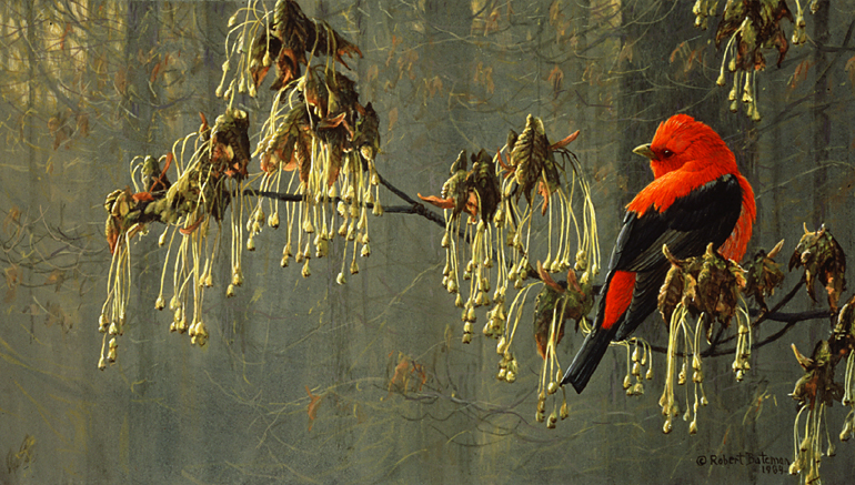 (c) Robert Bateman