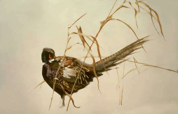 (c) Robert Bateman