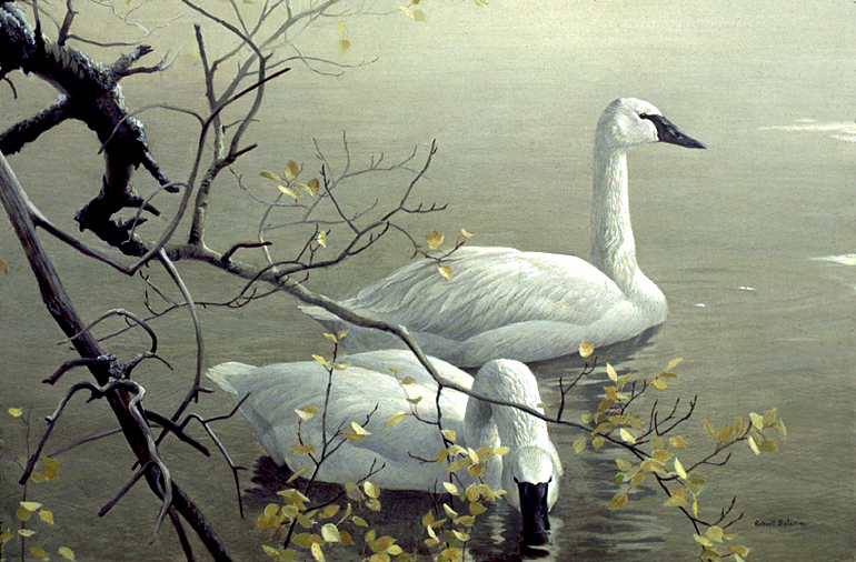 trumpeter swan images. Trumpeter Swans amp; Aspen